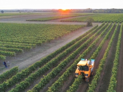 Les vendanges du cognac en septembre : une étape clé vers l’excellence 